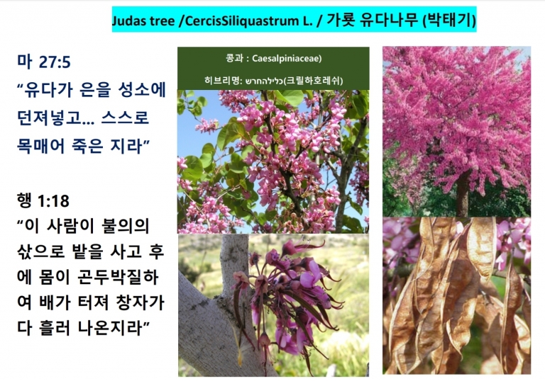 가룟유다 나무 (Judas Tree) *신앙식물