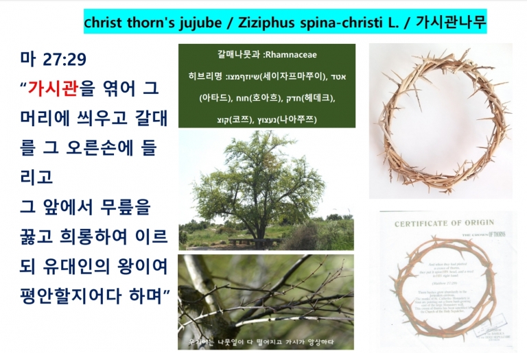 가시관 나무 (Ziziphus)