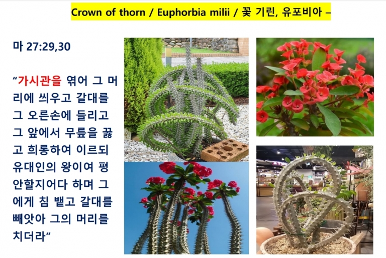 가시관 (Crown of Thorn) 유포비아 *신앙식물