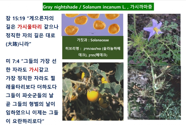 가시까마중 (Gray Nightshade)