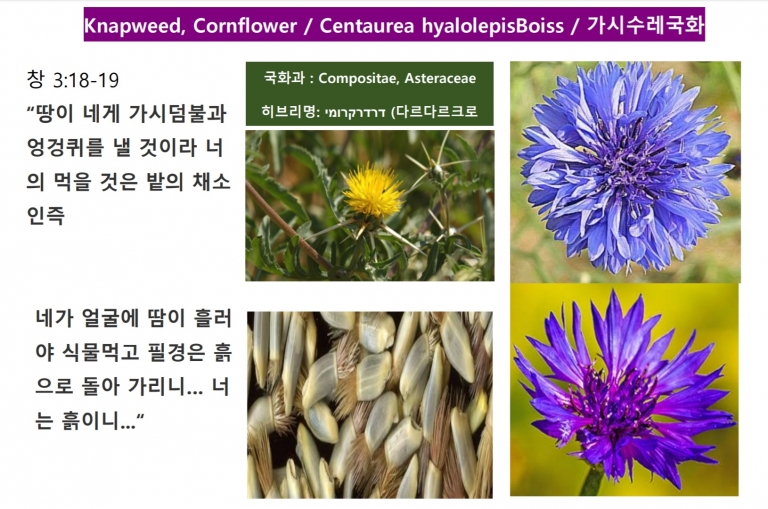 가시수레국화 (Knapweed)