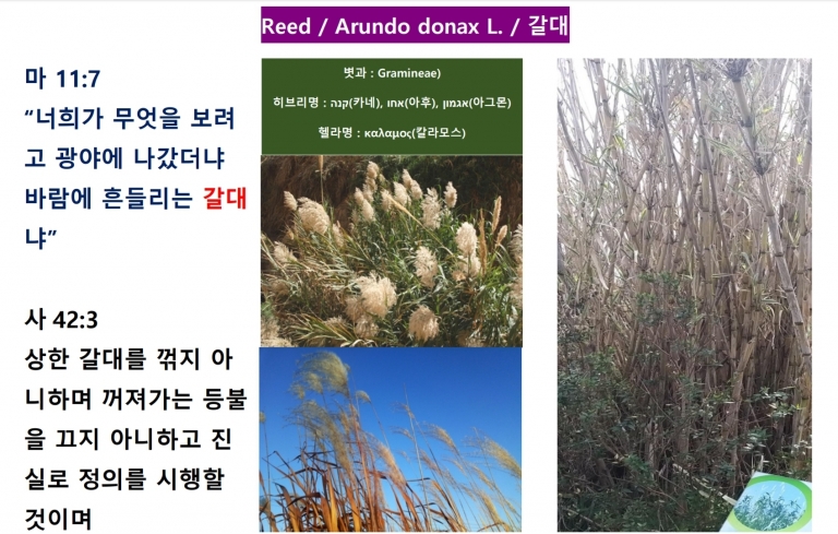 갈대 (Reed)