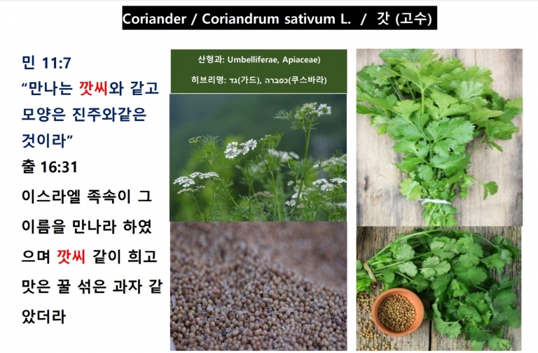 갓 (Coriander)