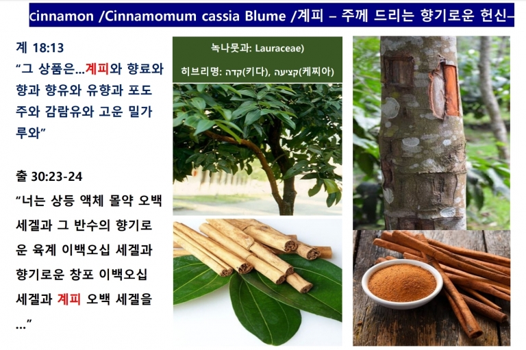 계피 (Cinnamon)