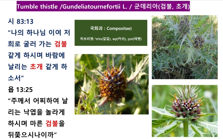 군데리아 (Tumble Thistle) 검불, 초개.