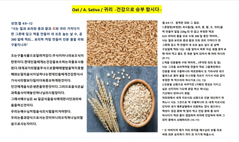 귀리 (Oat)