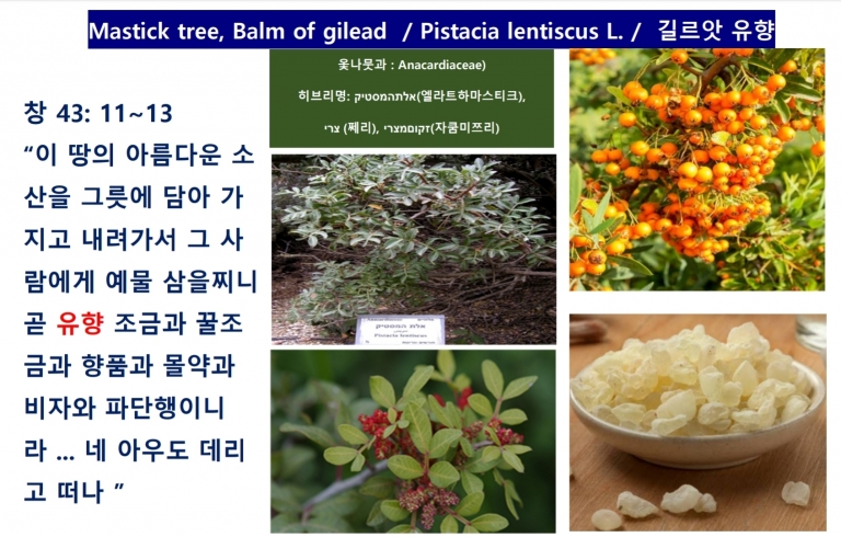 길르앗 유향 (Balm of Gilead)