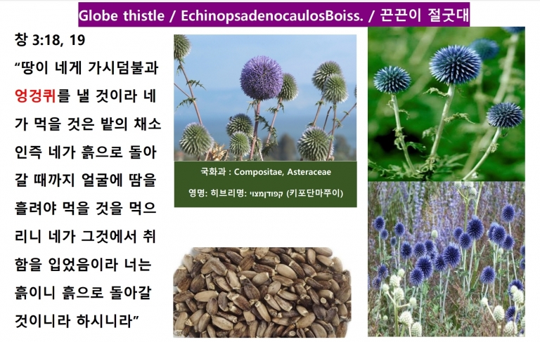 끈끈이 절굿대 (Globe Thistle) *번역