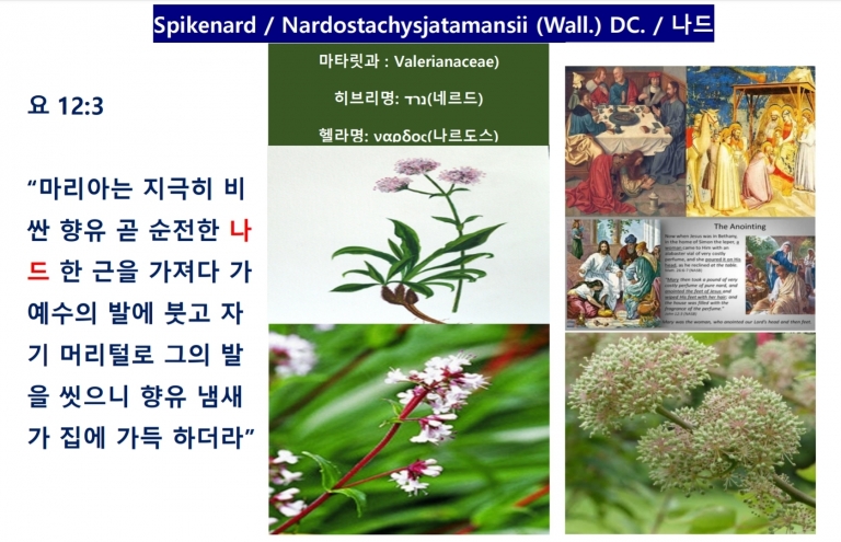 나드 (Spikenard)