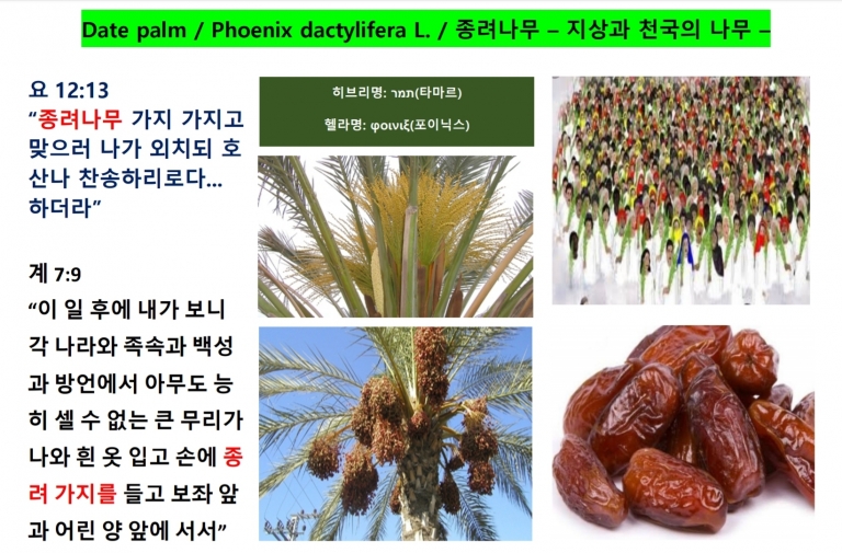 대추야자 (Date Palm) 종려