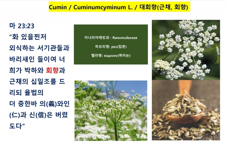 대회향 (Cumin)