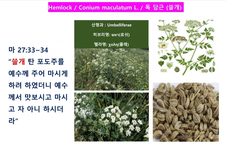 독 당근 (Hemlock) 쓸개