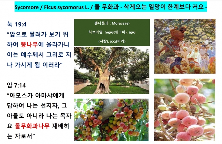 돌 무화과 (Sycamore Fig)