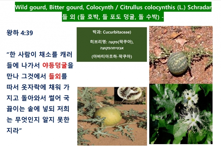 들외 (Wild Gourd)