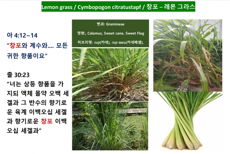 레몬그라스 (Lemon Grass) *번역