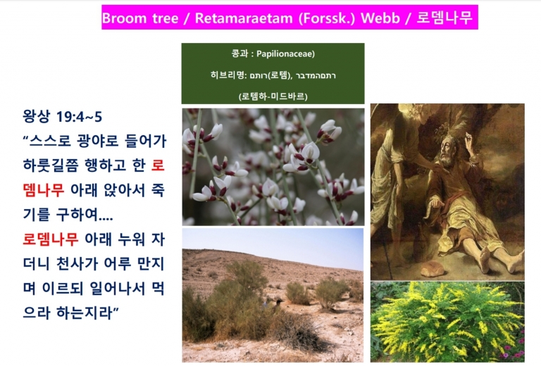 로뎀나무 (Broom)