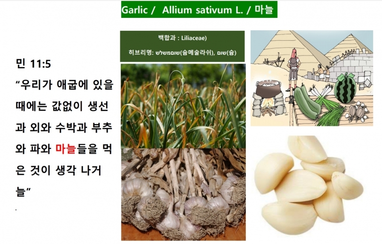 마늘 (Garlic)