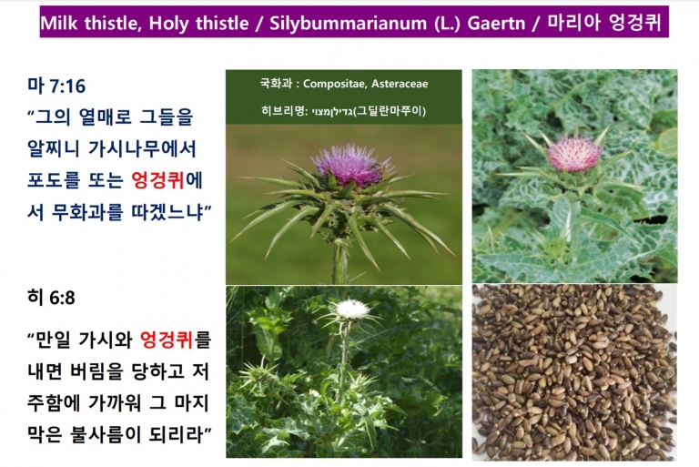 마리아 엉겅퀴 (Milk Thistle)