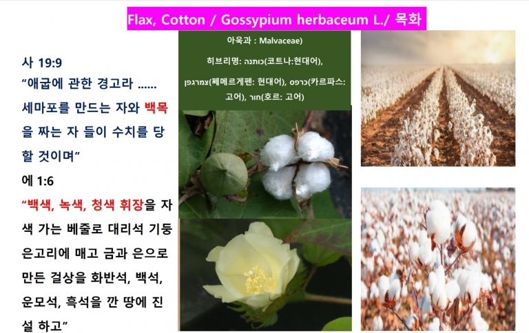 목화 (Flax)