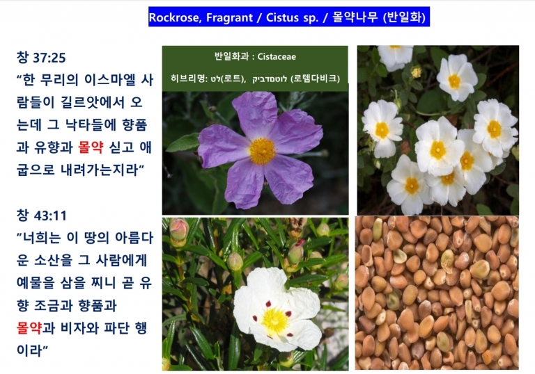 몰약화 (Rockrose)