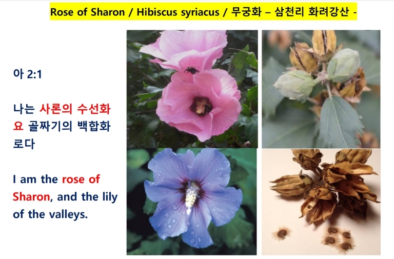 무궁화 (Rose of Sharon) *신앙식물