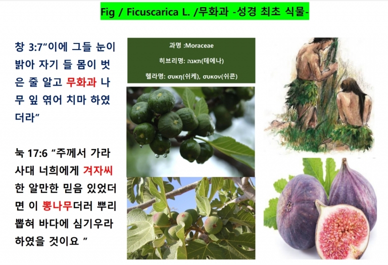 무화과 (Fig)