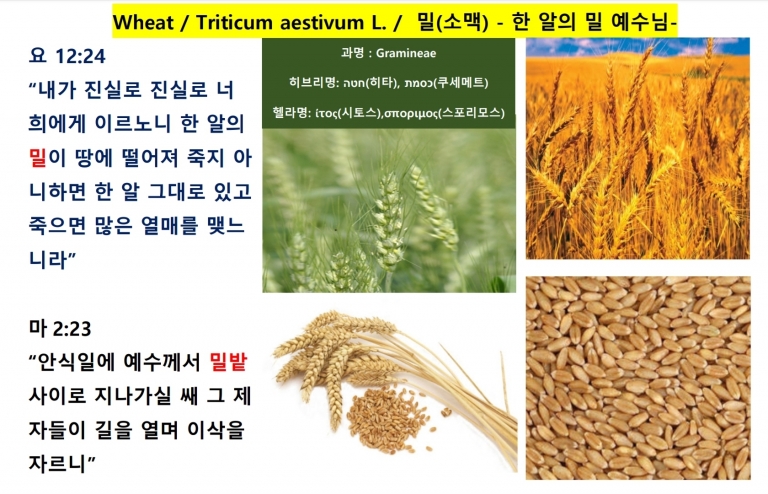 밀 (Wheat)