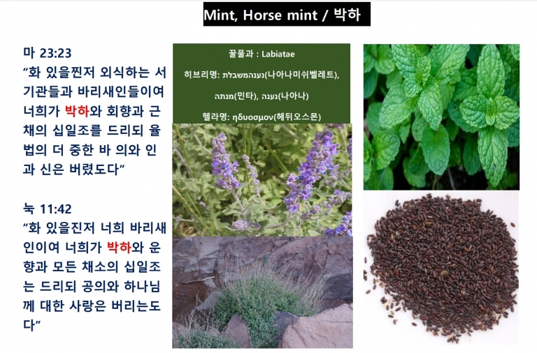 박하 (Mint)