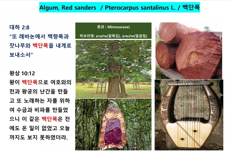 백단목 (Red Sanders)