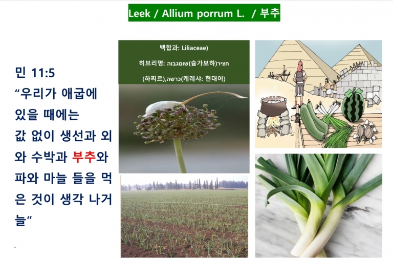 부추 (Leek) *번역