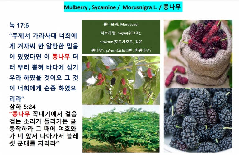 뽕나무 (Mulberry)