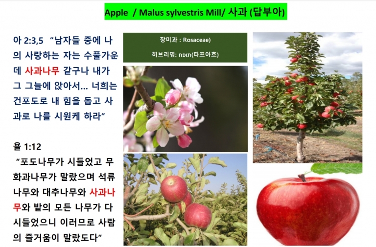 사과 (Apple)