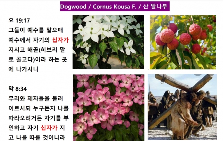 십자가 나무(산딸) (Dogwood) *신앙