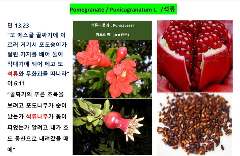 석류 (Pomegrante)