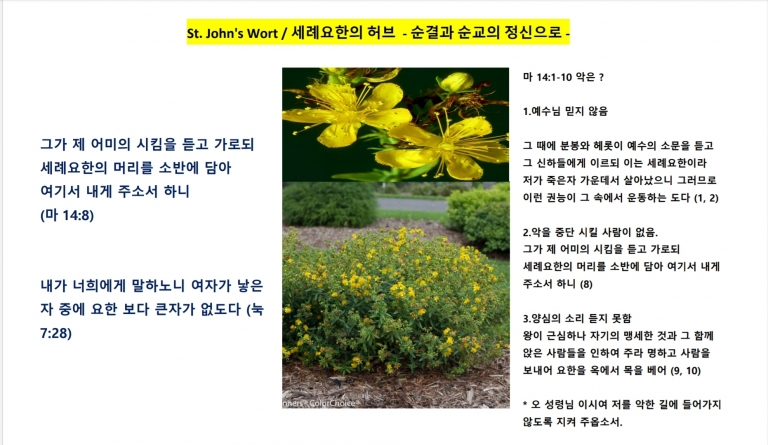 세례요한의 허브 (St. John’s Wort) *신앙식물