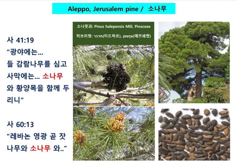 소나무 (Jerusalem Pine)