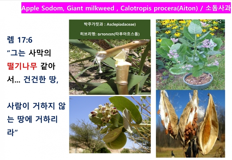 소돔사과 (Milkweed) *번역