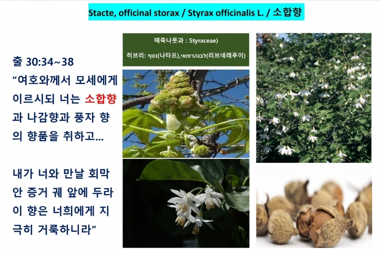 소합향 (Styrax)