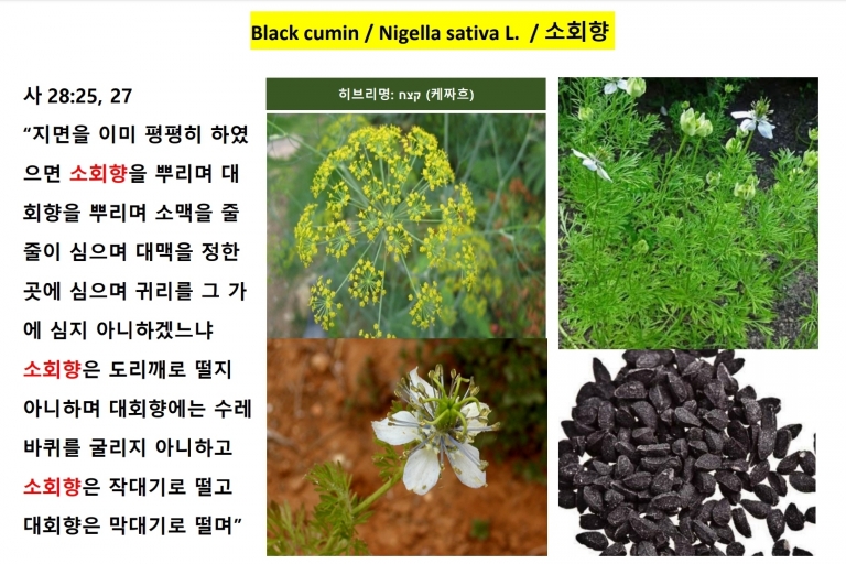 소회향 (Black Cumin)