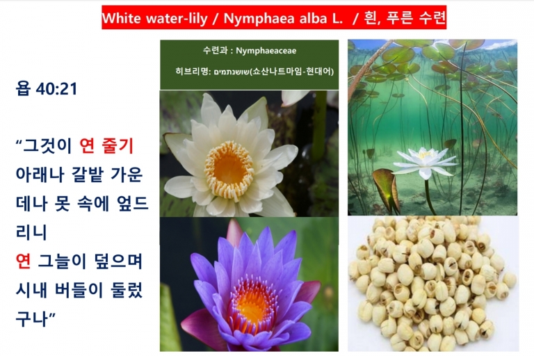 수련 (Water Lily)