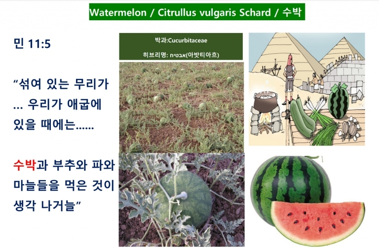 수박 (Watermelon) *번역