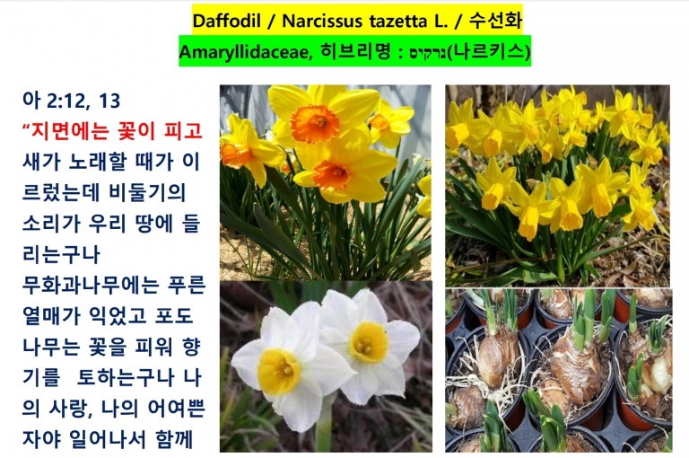 수선화 (Daffodil) *번역