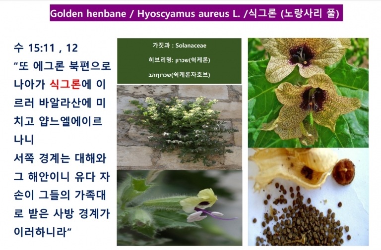 식그론 (Golden Henbene) *번역