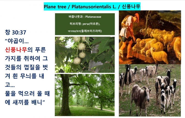 신풍나무 (Plane Tree)