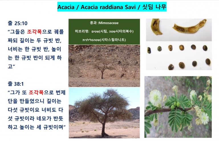 싯딤나무 (Acacia)